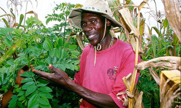A farmer intercrops Gliricidia with maize. In Malawi this has been shown to improve water filtration and water use efficiency. Photo: World Agroforestry Centre