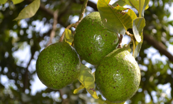 Avocado fruit tree