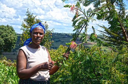 Rose Koech, at her farm in Kenya. She grows fodder trees, shrubs and grass for dairy cattle. ICRAF/Sherry Odeyo