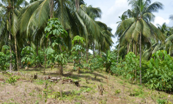 Rubber agroforestry with coconut. Photo by Andi Prahmono/ICRAF