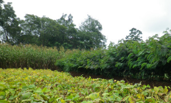 Healthy agroforestry system